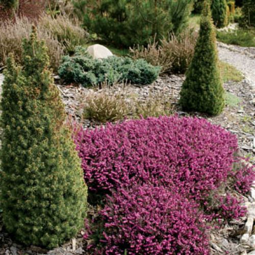 Gruba warstwa kory pod wrzoścami chroni rabaty przed chwastami.