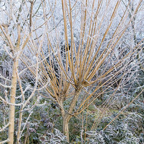 Wierzba biała, odmiana ‘Złocista’