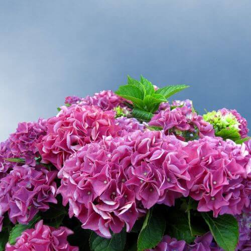 hortensja ogrodowa najlepsze odmiany