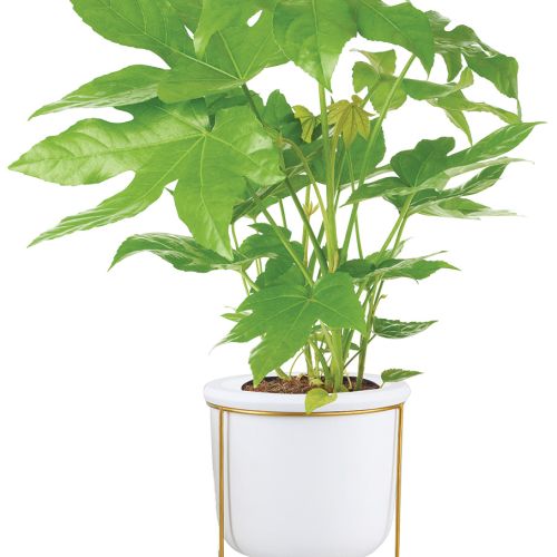 Jak urządzić wnętrze w stylu jungalow: 5 najważniejszych zasad