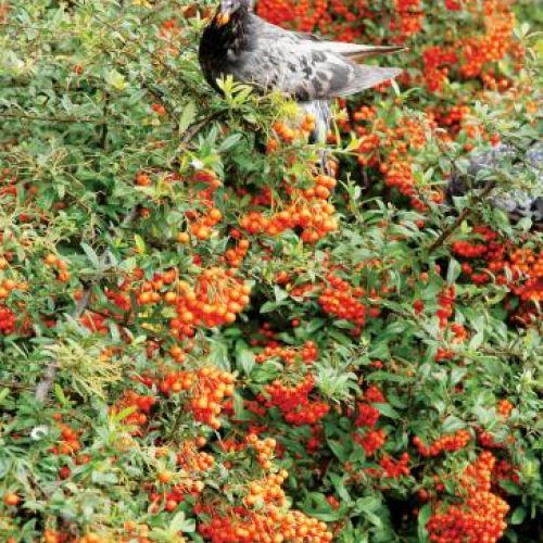 Jarzębina cała w koralach. Jarzębina cała w koralach