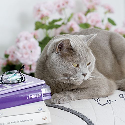 Jasno urządzone wnętrze, z kominkiem, ogromnymi oknami i drewnianym tarasem.