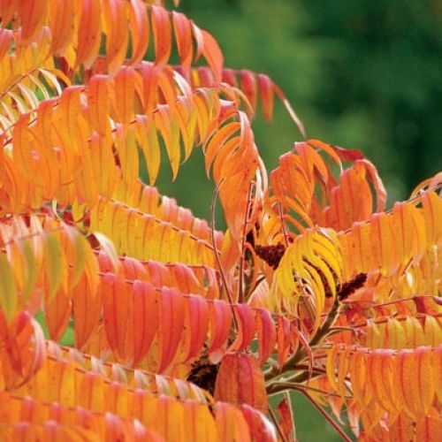 Jesienią liście sumaka zmieniają kolor na intensywny pomarańcz, a potem purpurę.