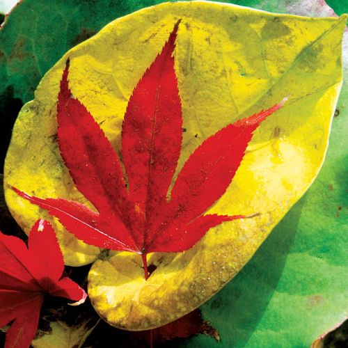 Jesienne liście mienią się kolorami żółci i czerwieni.