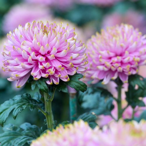 Chryzantema - kwiat cesarzy