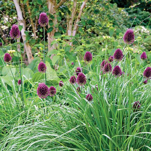 Jeśli myślisz, że wodne ogrody swój nastrój zawdzięczają tylko liliom pływającym po jeziorze, musisz odwiedzić