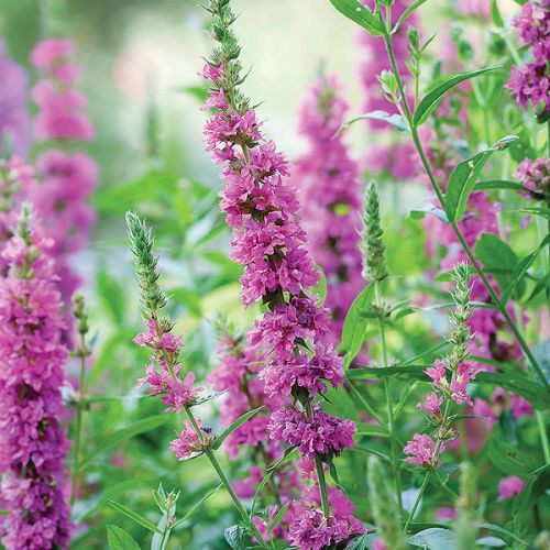 Jeśli myślisz, że wodne ogrody swój nastrój zawdzięczają tylko liliom pływającym po jeziorze, musisz odwiedzić