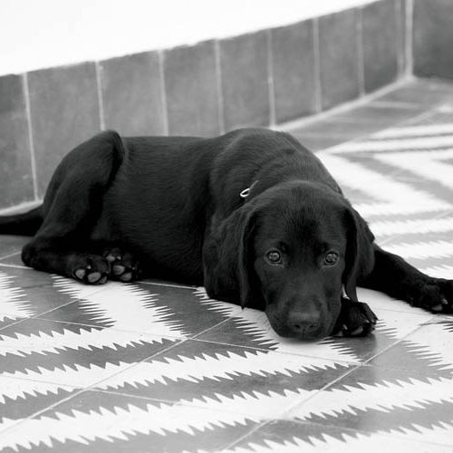 Jeszcze jeden mieszkaniec riadu. Biały dom w różowym mieście