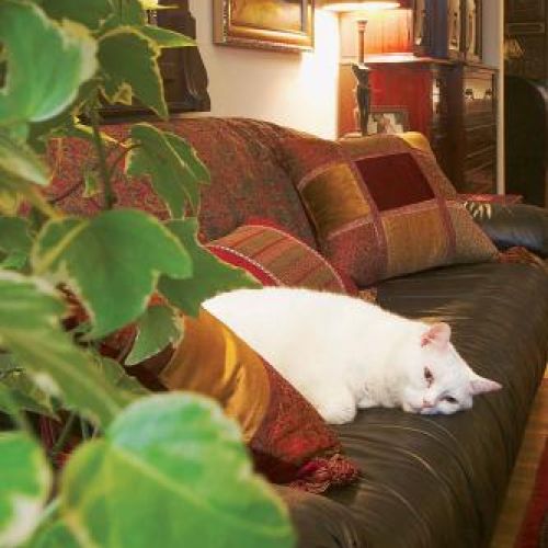 Kanapa to idealne miejsce do wypoczynku.