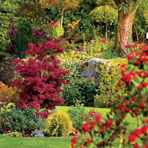 Klon palmowy robi się jesienią purpurowy. W oddali czeriwni się sumak.