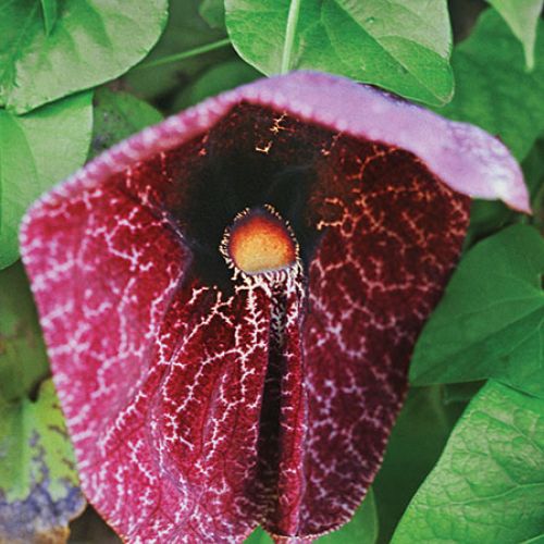 Kokornak Wielkolistny. Czas na pnącza