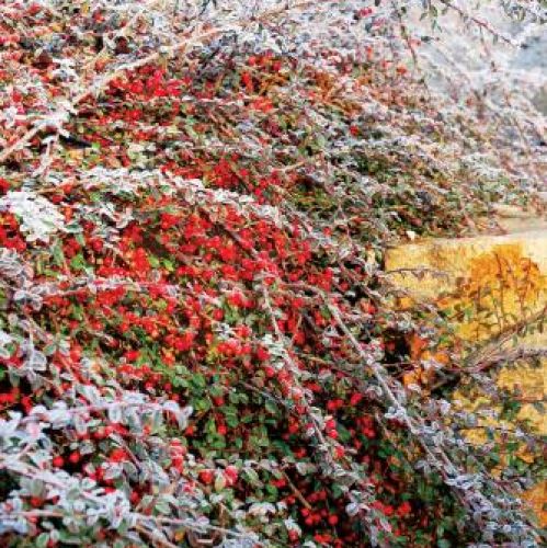 Kolorowe owoce. Ogród japoński pod śniegiem