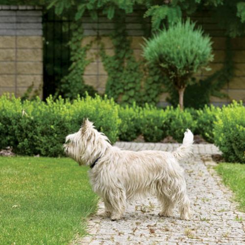 Kropka czy Coco? Z pewnością cairn terier.