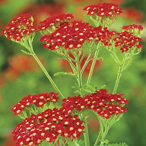 Krwawnik ‘Paprika’. Krwawnik