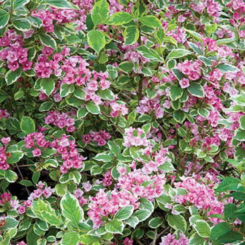 Krzewuszka - na co zwracać uwagę przy uprawie, jak przycinać krzewuszkę i jakie odmiany wybierać?