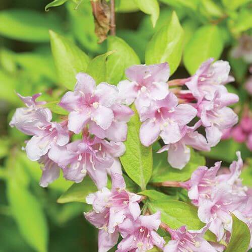 Krzewuszka - na co zwracać uwagę przy uprawie, jak przycinać krzewuszkę i jakie odmiany wybierać?