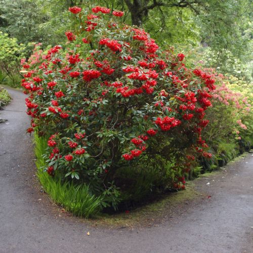 Krzewy rododendronu pięknie ozdabiają ogród!