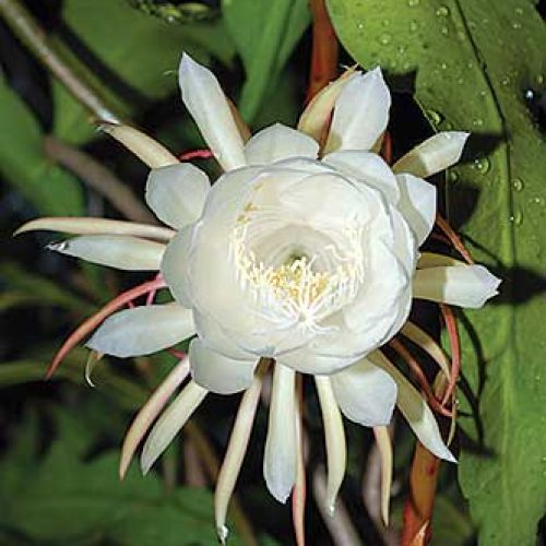 Królowa Jednej Nocy kaktus kwitnący