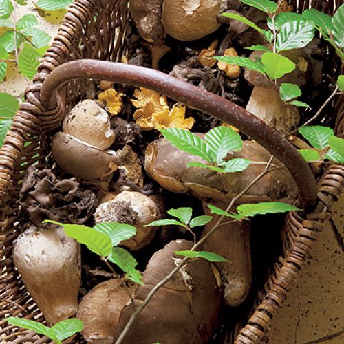 Kurki najlepiej duszone na maśle, kanie panierowane jak schaboszczaki, a rydze idealne są prosto z