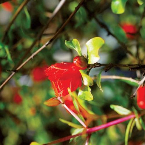 Kwiat granatowca. Królewski granatowiec