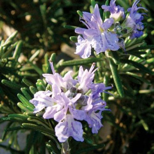 Kwiaty rozmarynu. Rozmaryn - morska rosa