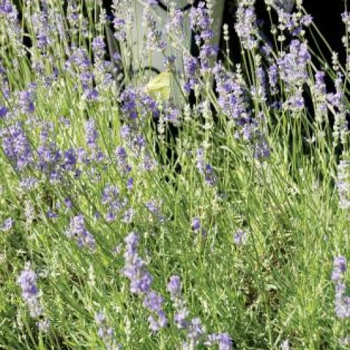 Kwiaty w ogrodzie. Ogród zadumany