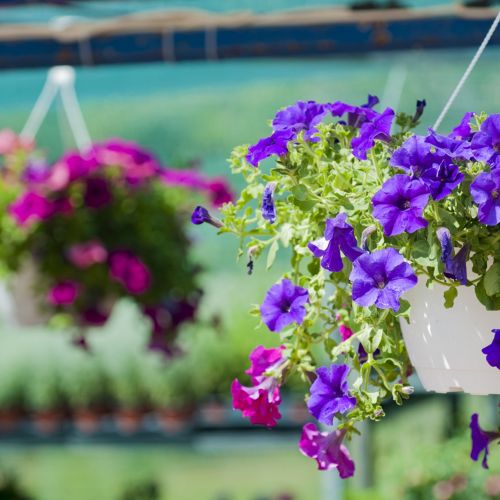 Surfinie - kwiaty na balkon południowy i zachodni