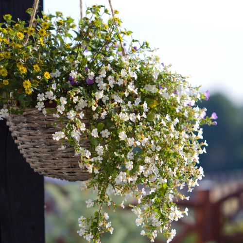 Bakopa - kwiaty na balkon południowy