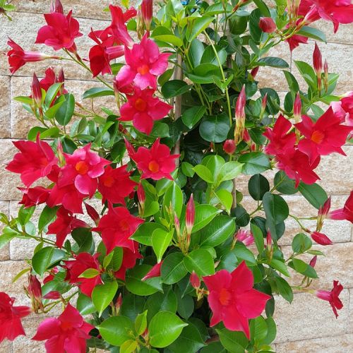 Dipladenia (mandewilla) - kwiaty na balkon północny i wschodni