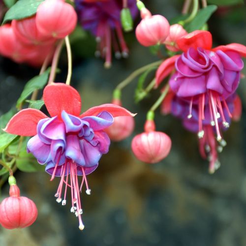 Fuksja - kwiaty na balkon północny i wschodni