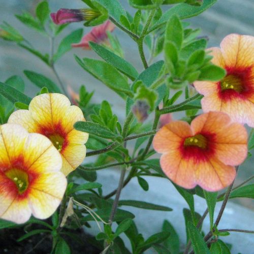 Kalibrachoa (kuzynka petunii) - kwiaty na balkon południowy i zachodni