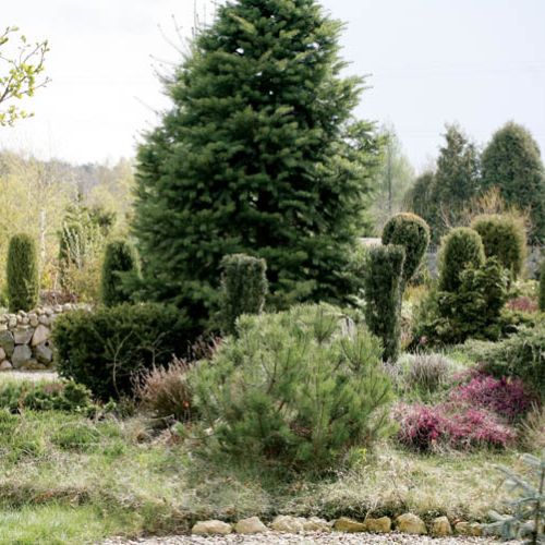 Kwitnące wrzośce pięknie prezentują się w grupie.