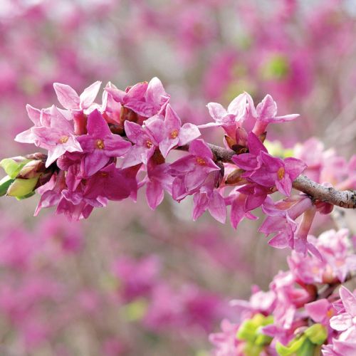 WAWRZYNEK WILCZEŁYKO (DAPHNE MEZEREUM)