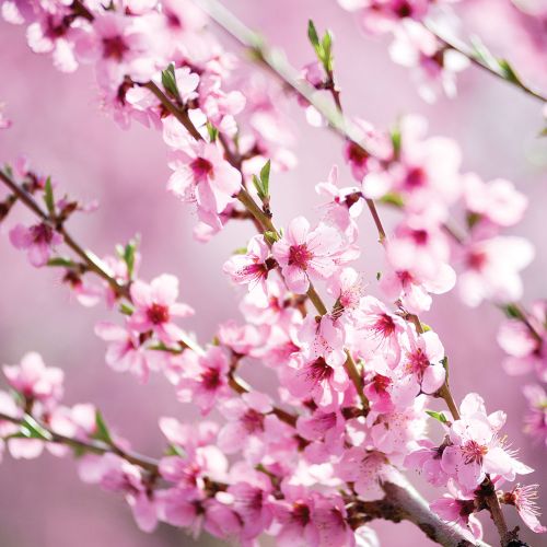 ŚLIWA WIŚNIOWA (PRUNUS CERASIFERA). Kwitnące drzewa – które warto posadzić w ogrodzie?