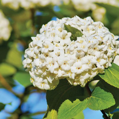 KALINA ANGIELSKA (VIBURNUM CARLCEPHALUM)