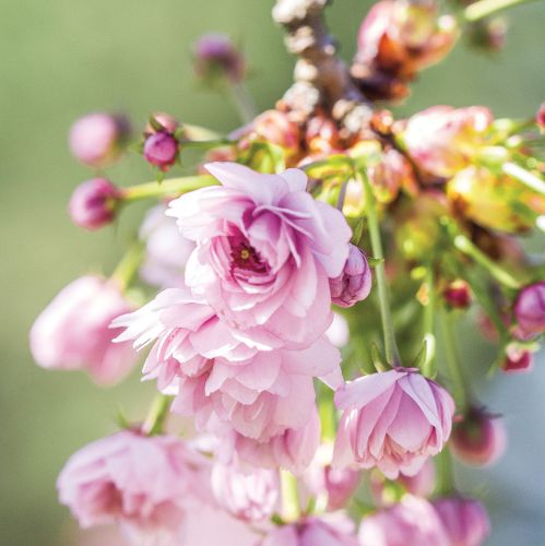 WIŚNIA RÓŻOWA (PRUNUS SUBHIRTELLA ‘PENDULA PLENA ROSEA’)