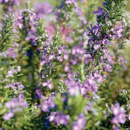 Kwitnący rozmaryn. Rozmaryn - morska rosa