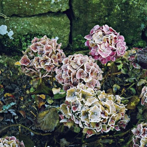 Lekko oszronione kwiaty hortensji. Ogród w zimowej szacie