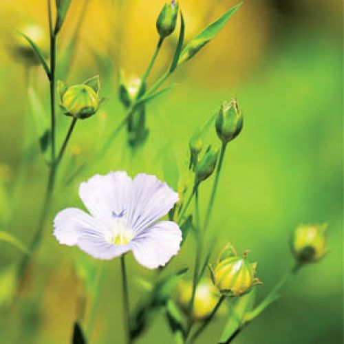 Len do ogródka. Kwiaty, rośliny, len, siemię lniane, len właściwości, len uprawa, len w ogródku