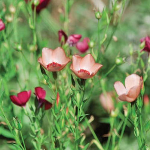 Len wielkokwiatowy. Len do ogródka