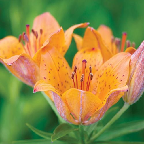 Lilia azjatycka. Ogród malowany jesienią