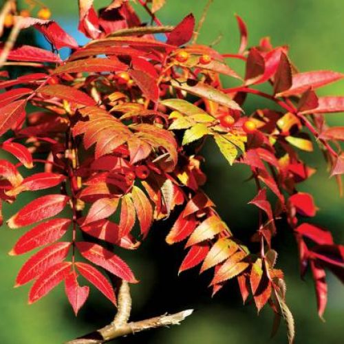 Liście jarzębiny. Jarzębina cała w koralach