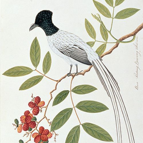 Malowany ptak , anonim, XIX w., Bridgeman Art Library