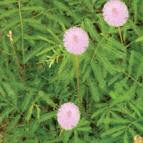 Mimoza wstydliwa. Mimoza - wrażliwa aktorka