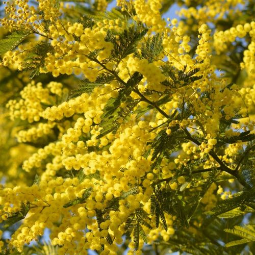 Mimoza jak ją uprawiać