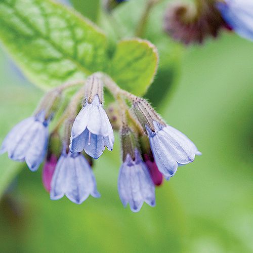 Miodunka wąskolistna. Miodunka