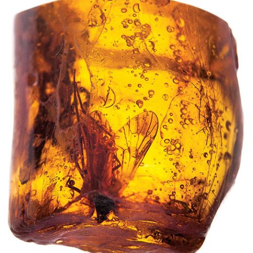 Muchówka uwięziona w bursztynie, Muzeum Ziemi PAN.