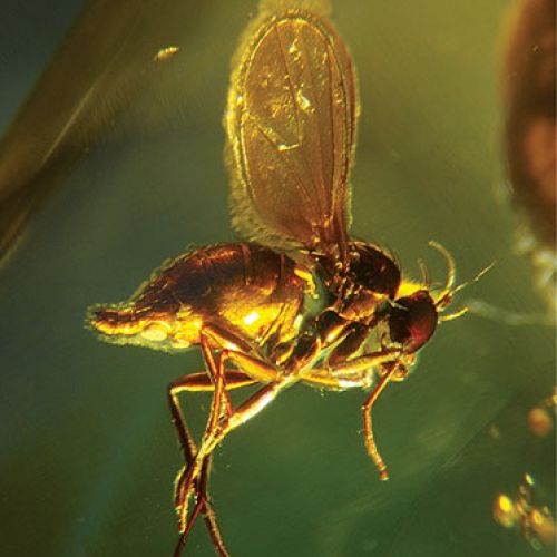 Muzeum Ziemi PAN. Bursztyn