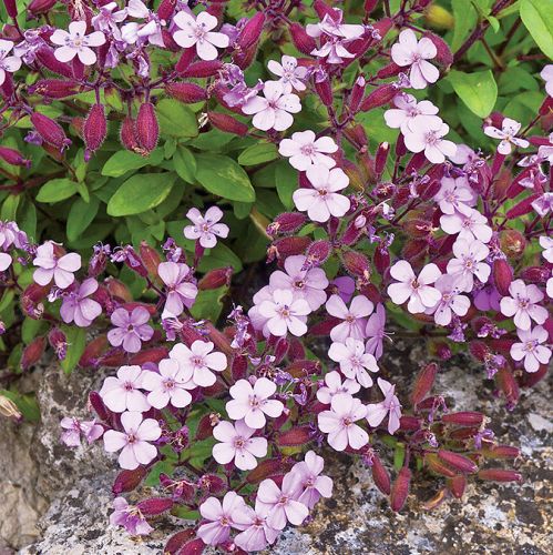 Mydlnice pachnące migdałami