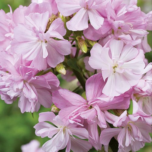 Mydlnice pachnące migdałami